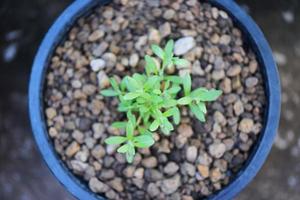 planting vegetables plant on soil in pot in the garden - green young plant growing gardening plantation agriculture concept photo