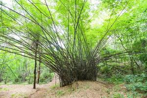 Árbol de bambú en el bosque de bambú - bosque tropical asiático foto