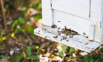 Bee apiary bee hive for harvesting honey, Beekeeper beehive with bees flying to the landing boards. Apiculture photo