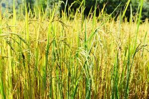 Paddy rice field, Close up rice pant tree at farm agriculture photo