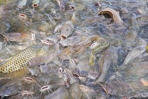 Bagre comiendo de la alimentación de alimentos en estanques de superficie de agua - piscifactoría de agua dulce foto