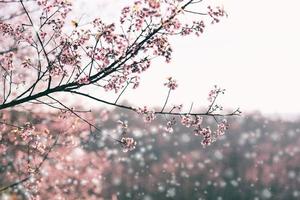 Wild Himalayan Cherry Blossom, beautiful pink sakura flower at winter with snow landscape. photo