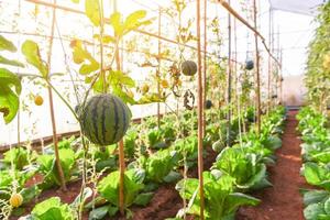 Watermelon growing in the garden, Green watermelon farm organic in greenhouse. photo