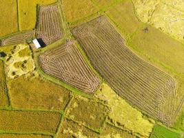 Top view harvest rice field from above with agricultural crops yellow ready to harvest, Aerial view of the rice field area fields nature agricultural farm, Birds eye view photo