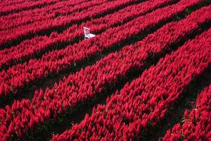 Red flower garden landscape flower field with plant farm, Beautiful Celosia Plumosa flowers scenery summer photo