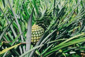 Fruta de piña en árbol, plantación de piña frutas tropicales que crecen en una agricultura agrícola foto