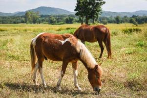 Red horse or brown horse grazing eat grass on field photo