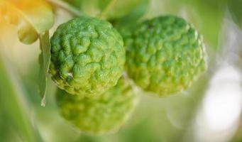 Fresh bergamot fruit on tree nature background, Kaffir Lime, Citrus bergamia with leaf on wooden table, bergamot citrus fruit essential oil concept. photo