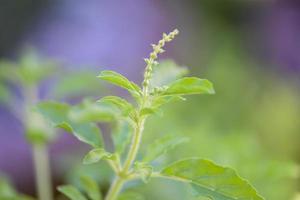 Holy basil leaf and flower nature vegetable garden on wooden table kitchen herb and food - Ocimum sanctum , green sweet basil in thailand. photo