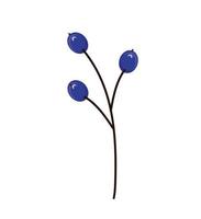 blueberries branch nature vector