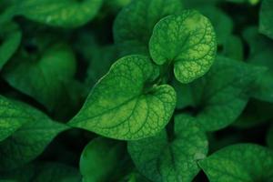 Leaf beautiful in the tropical forest plant jungle, Natural green leaves pattern dark background Plu Kaow Houttuynia cordata photo