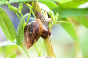 Snail in shell crawling on plant tree, summer day in garden snail. photo