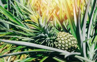 Pineapple plantation tropical fruit growing in a farm agriculture, Pineapple fruit on tree photo