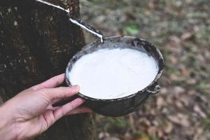 Rubber plantations with rubber latex in bowl extracted from rubber tree plantation agriculture of asian for natural latex photo