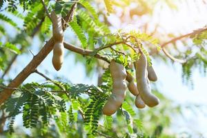 Tamarind tree, ripe tamarind fruit on tree with leaves in summer background, Tamarind plantation agricultural farm orchard tropical garden photo