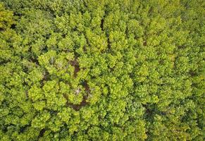 Aerial view forest tree environment forest nature background, Texture of green tree top view forest from above, Rubber plantations with rubber tree agriculture photo