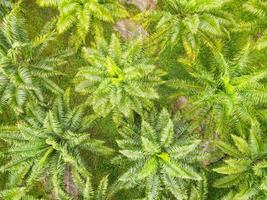 Top view palm leaves from above of crops in green, Bird's eye view tropical tree plant, Aerial view of the palm tree green fields nature agricultural farm background photo