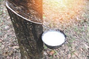 Rubber plantations with rubber latex in bowl extracted from rubber tree plantation agriculture of asian for natural latex photo