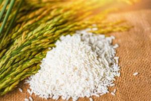 Jasmine white rice on sack and harvested yellow rip rice paddy, harvest rice and food grains cooking concept photo