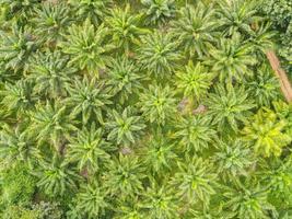 Top view palm leaves from above of crops in green, Bird's eye view tropical tree plant, Aerial view of the palm tree green fields nature agricultural farm background photo