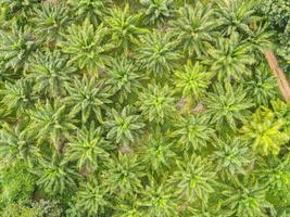 vista superior hojas de palma desde arriba de cultivos en verde, vista de pájaro planta de árbol tropical, vista aérea de la palmera campos verdes naturaleza granja agrícola fondo foto