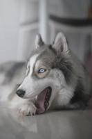Siberian husky dog looks cute