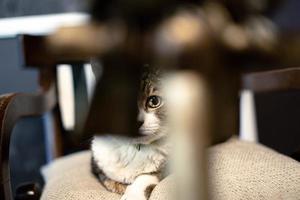 gato adulto sentado en el asiento y mirando tranquilo foto