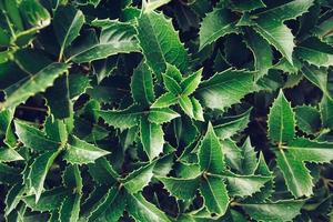 Fondo de textura de hojas verdes, fondo natural y papel tapiz foto