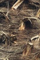 Abstract Palm bark texture. Fibrous palm tree trunk surface closeup photo