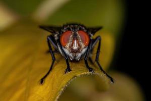 Adult Flesh Fly photo