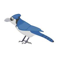 Blue Jay Concepts vector