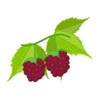 Red Grapes Concepts vector