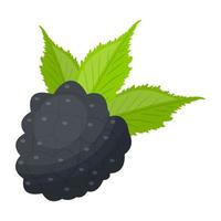 Black Raspberry Concepts vector