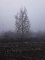 niebla de la mañana en el campo foto