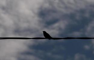 a bird perched on a power line photo