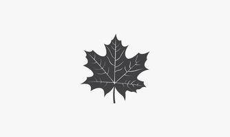 autumn maple leaf icon isolated on white background. vector