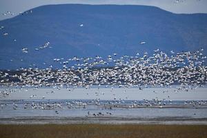 Snow geese on the St. Lawrence River photo