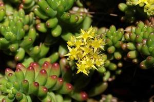 Jelly Bean Plant photo