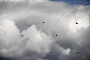 Birds flying in front of a cloud sky photo