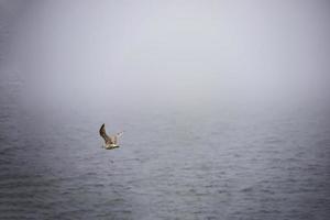 Seagull flying over the ocean on a foggy day photo