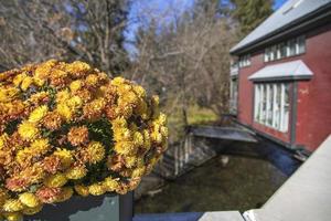 Orange and yellow mums on a bridge near a stream photo