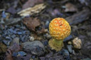 Orange and yellow mushroom with a snail on top in the forest photo