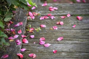 Pétalos de rosa rosa sobre el suelo en un camino de madera foto
