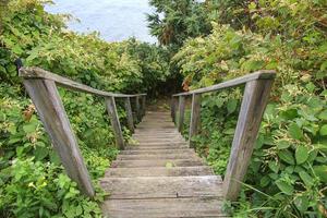 escaleras que atraviesan arbustos cubiertos de maleza en el bosque foto