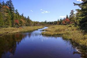 Stream flowing in the middle of a colorful forest photo