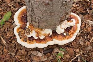 setas y hongos que crecen al lado de un árbol en el bosque