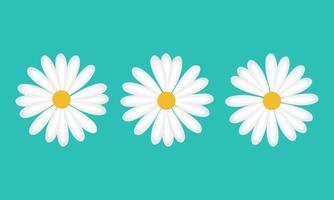 flowers daisy chamomile vector illustration on white background. creative icon.