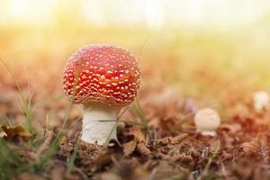 Espécimen de agárico de mosca en un bosque de montaña de otoño foto