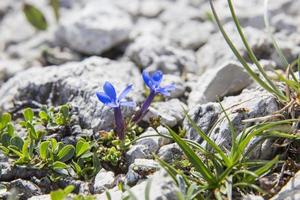 pair of short leaved gentians blossoming between white rocks in the high mountains photo