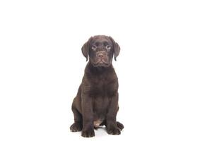 isolated portrait of a sitting chocolate labrador puppy looking towards the camera photo